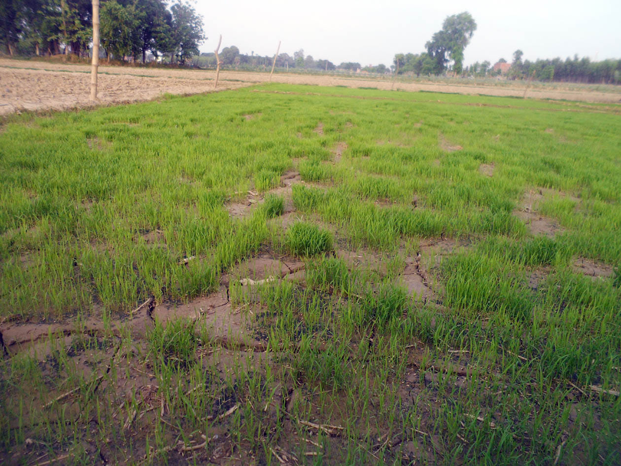 weather predictors report on pre mansoon in haryana