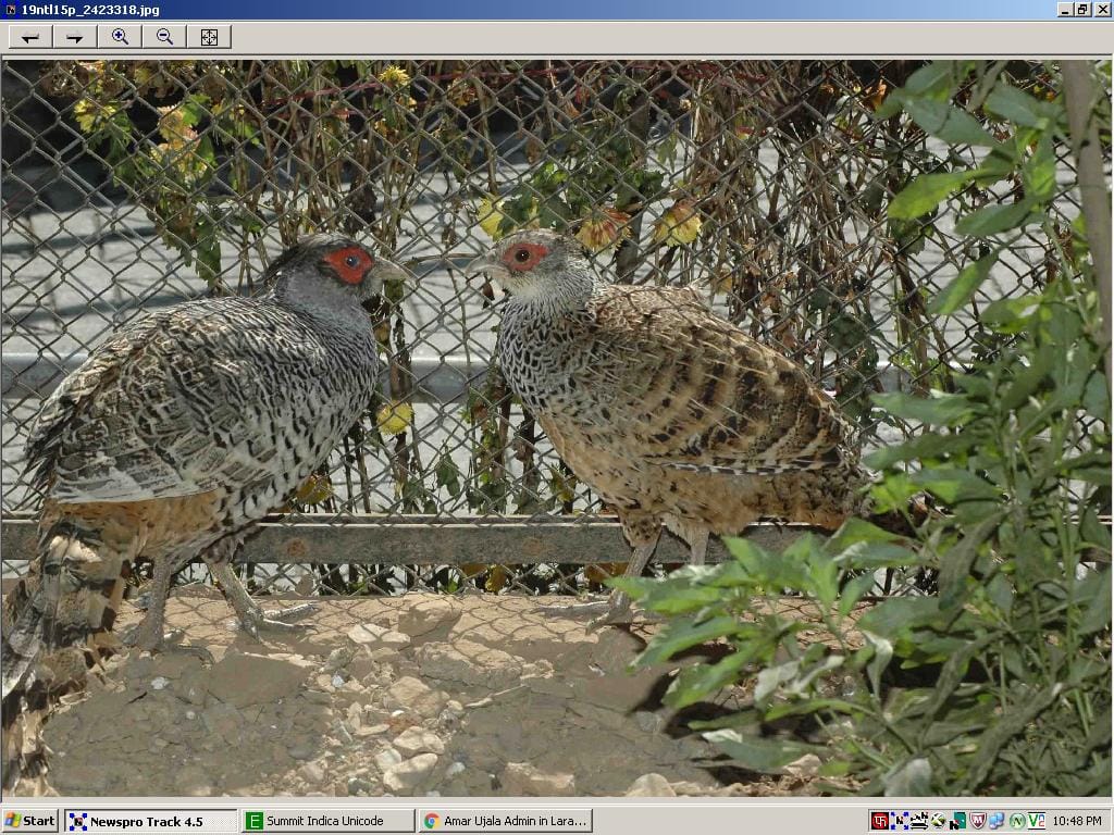 Shimla, Nainital zoo remained in everyone's favorite rag Fijent