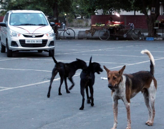 stray dogs terror, dogs sterilization, dogs vaccination, panchkula health deptt, panchkula, health