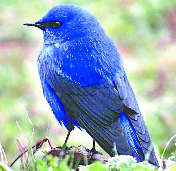 Bugyalon Grendala rare bird show