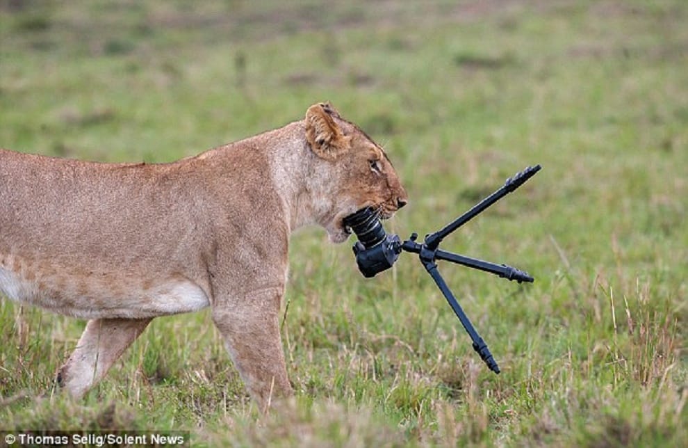 Greeshma lioness's condition deteriorates