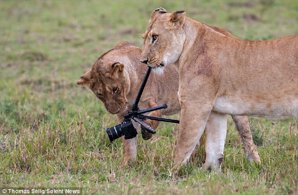 lions chew up camera