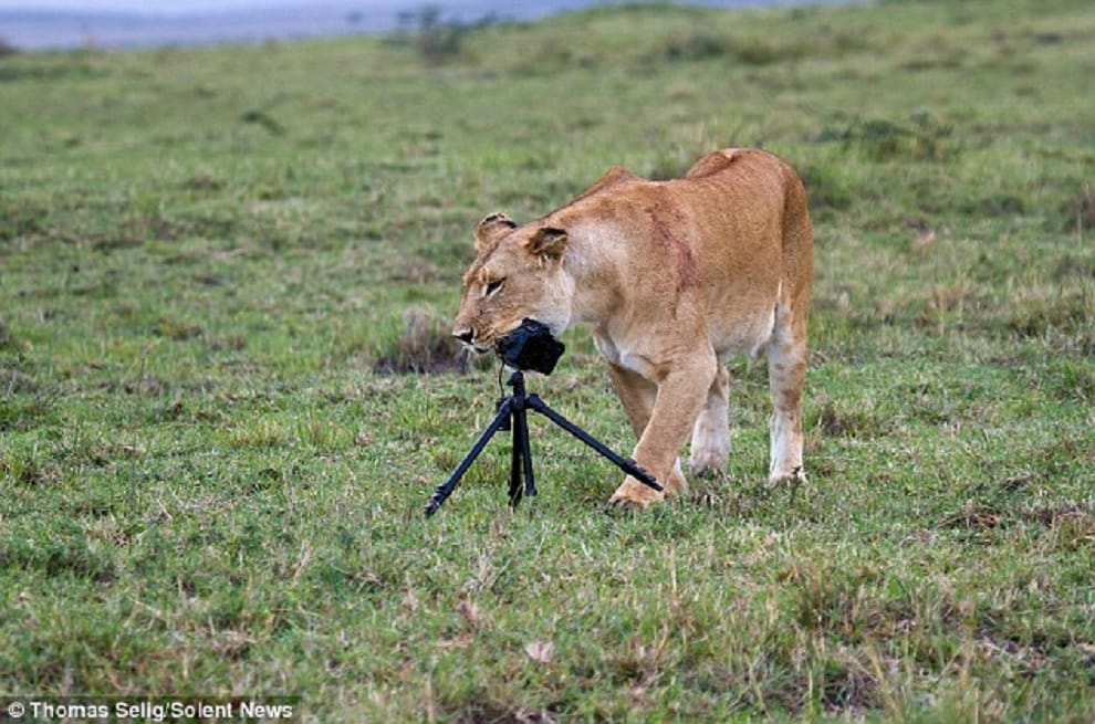 lions chew up camera