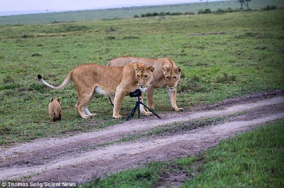 lions chew up camera
