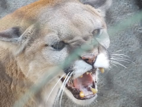 Mother Fights Off Mountain Lion That Attacked Her 5-Year-Old Son