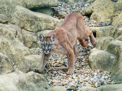 Mother Fights Off Mountain Lion That Attacked Her 5-Year-Old Son