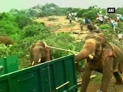 Jumbo alert: Tusker captured in village
