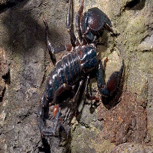 the secrets of Amroha dargah where scorpions never sting