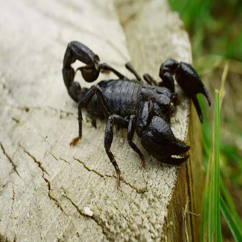 the secrets of Amroha dargah where scorpions never sting