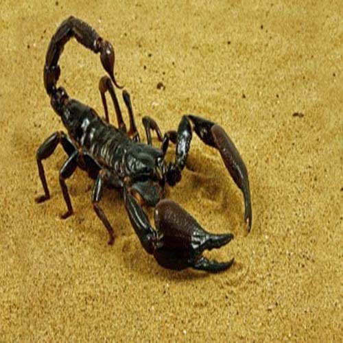 the secrets of Amroha dargah where scorpions never sting
