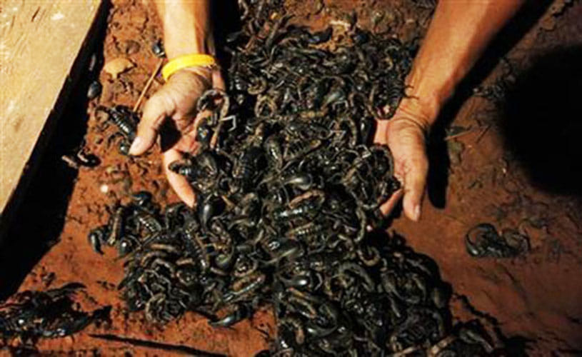 the secrets of Amroha dargah where scorpions never sting