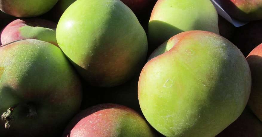 himachal's apple reached to market next week