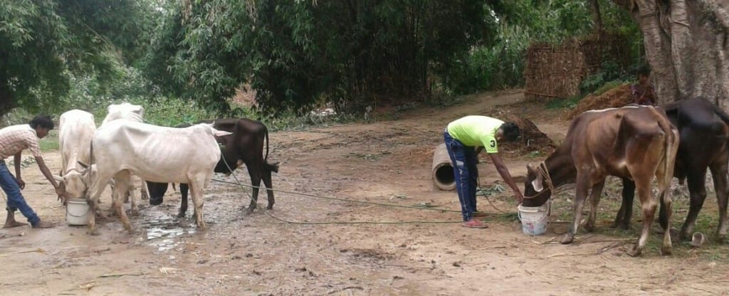 8 cattles found, three smuggler arrested