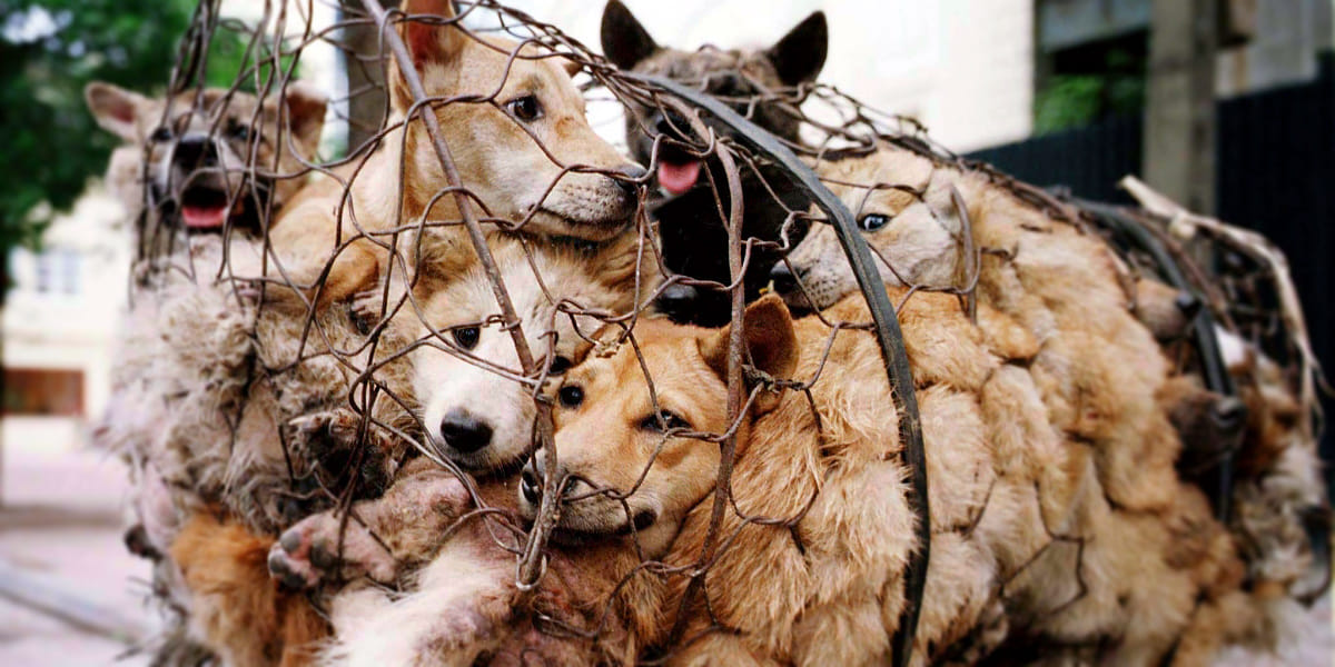 China People Oppose Dog Meat Festival 