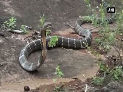 Watch: 15 feet long cobra captured in house