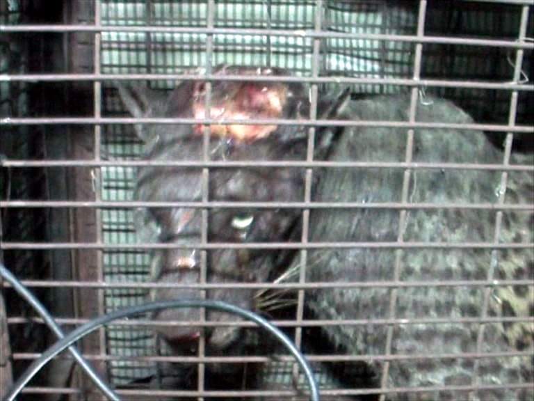 Guldar entered the room, 10 hours after the captivity