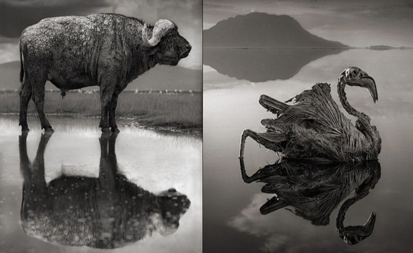 tazania lake transforms animals into statue