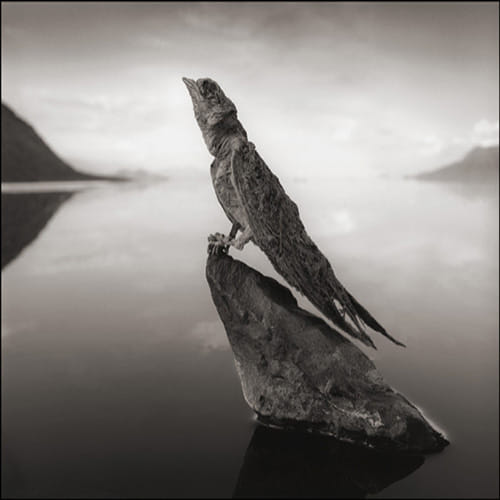 tazania lake transforms animals into statue