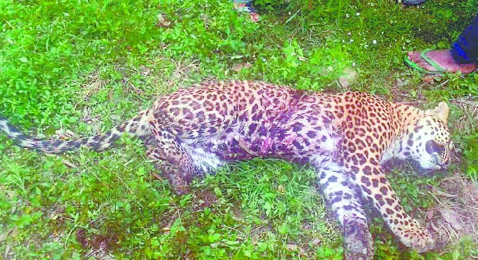 Leopard found the body, suspected to be implicated in the trap