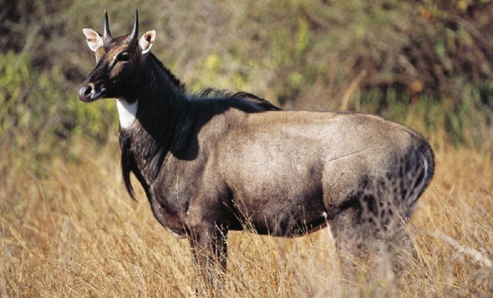 UP News : Compensation will also be given on accident due to Nilgai and bull