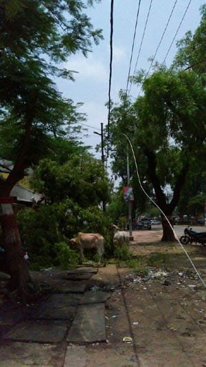 Tree fell on Haitenshn wires