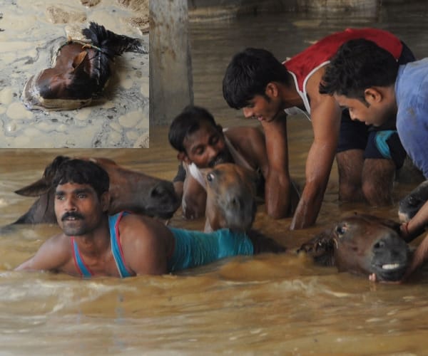 Eight animals died because of collapse of soil in Lucknow.