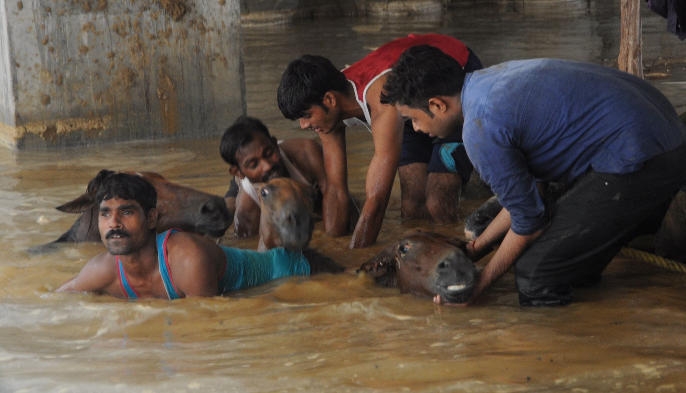 Eight animals died because of collapse of soil in Lucknow.