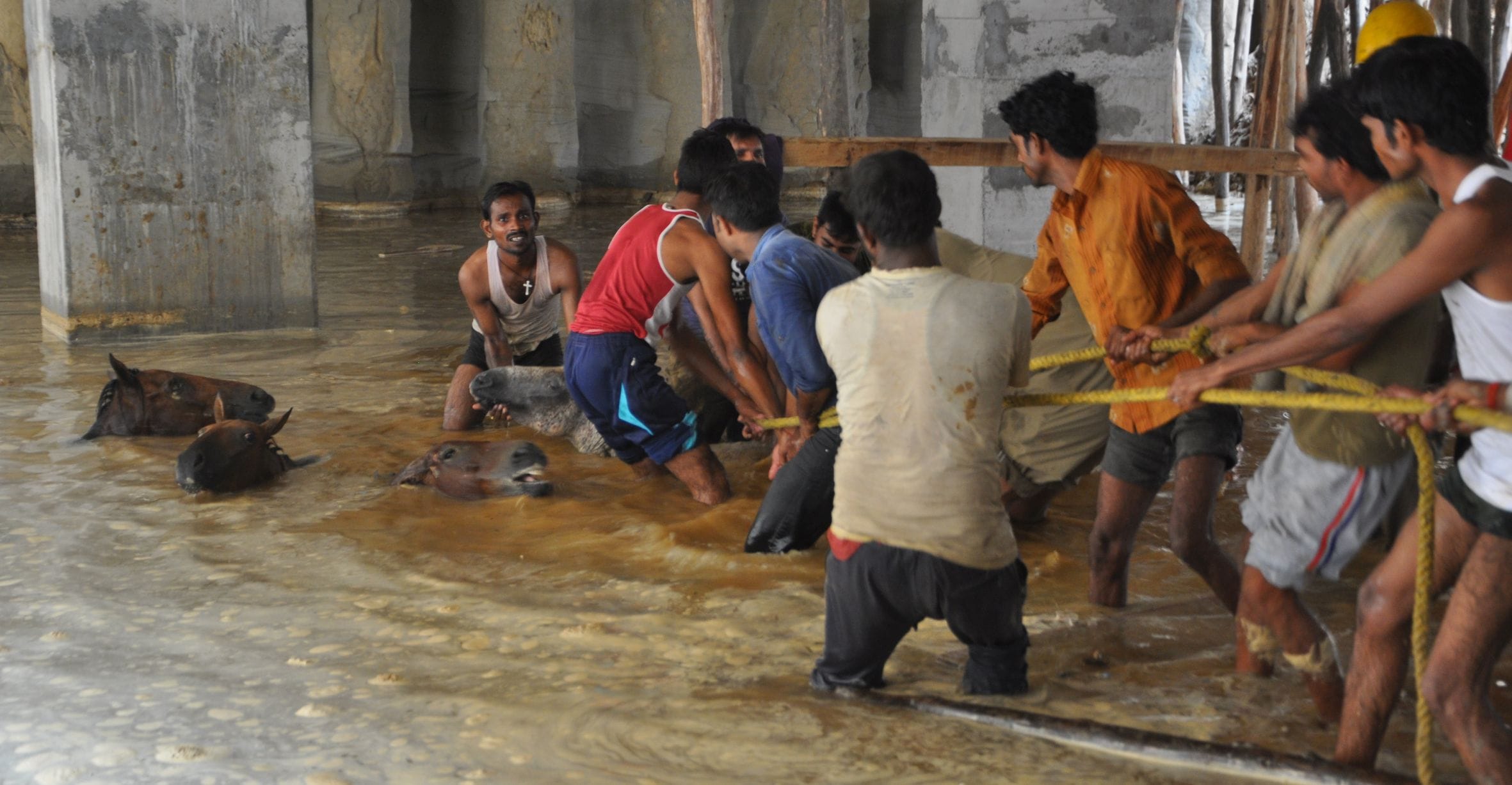 Eight animals died because of collapse of soil in Lucknow.