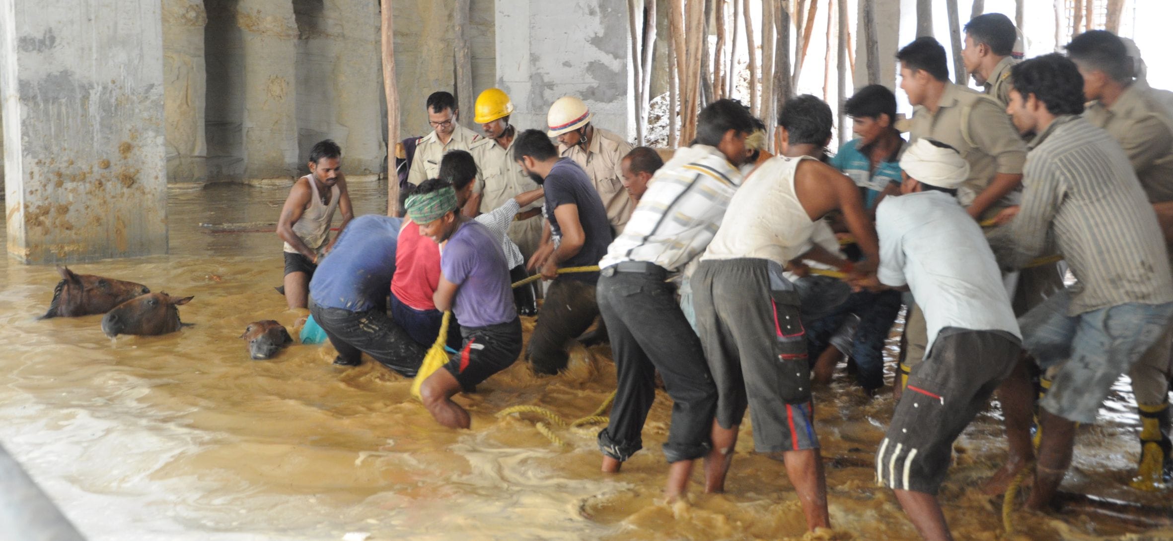 Eight animals died because of collapse of soil in Lucknow.