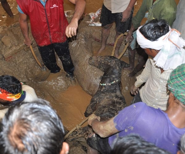 Eight animals died because of collapse of soil in Lucknow.