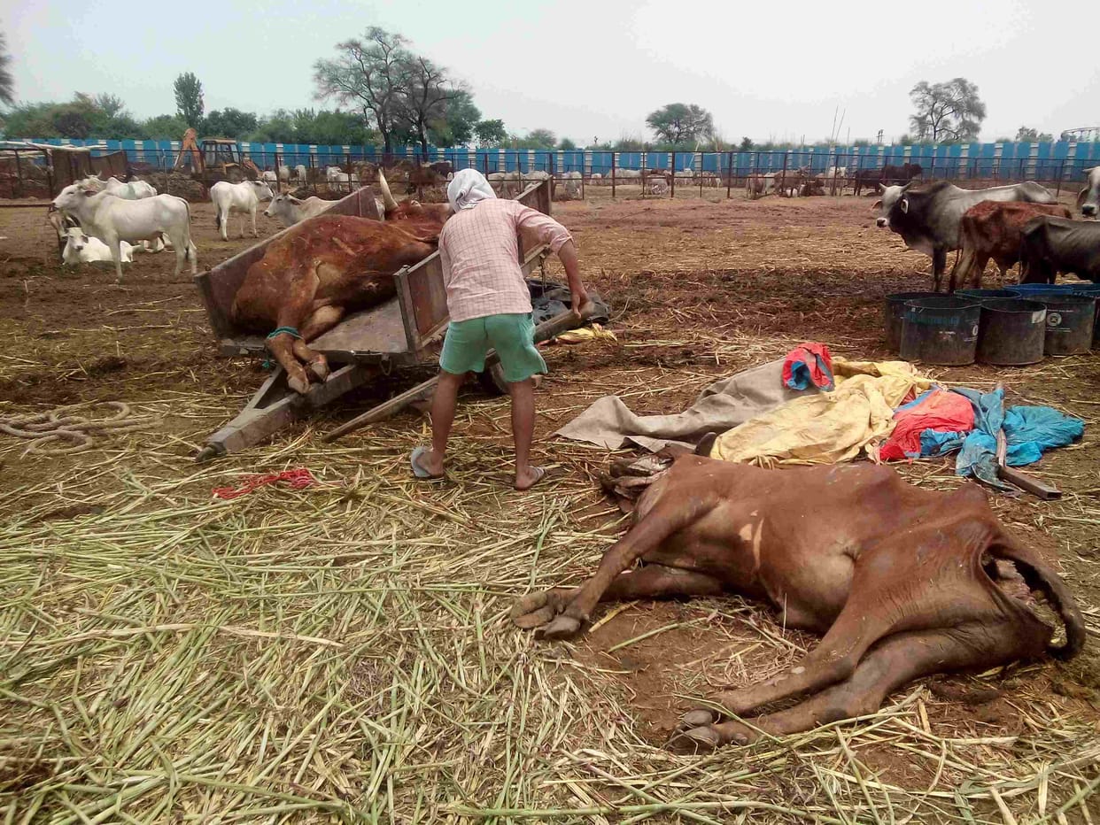 rohtak, parahawar Goshalaan, cow death, rss, bjp, haryana, big issues
