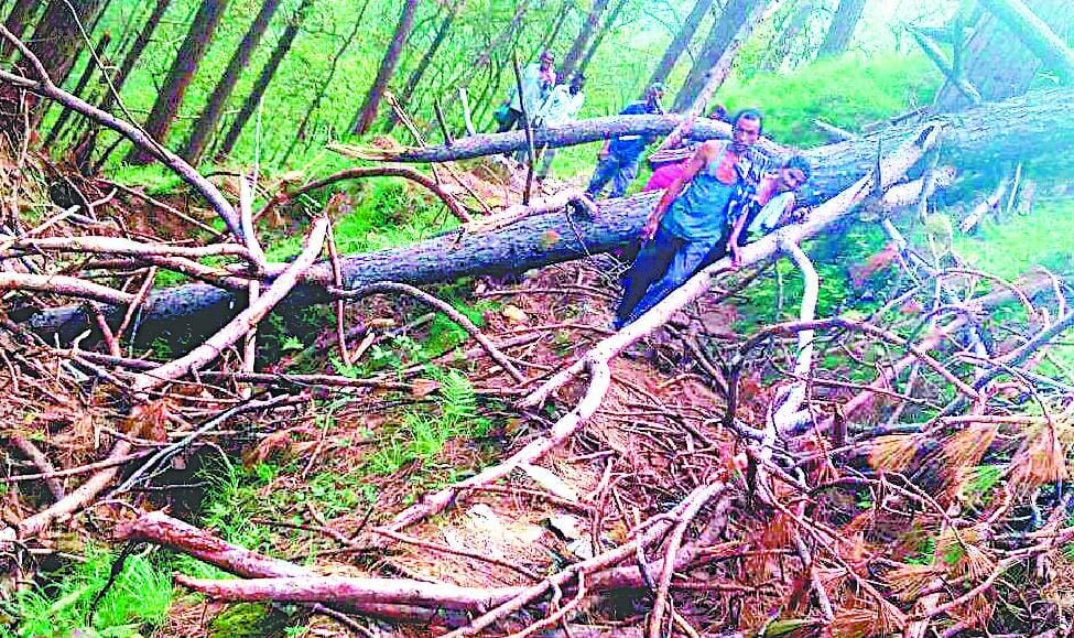 Hundreds of trees falling in the forest with storm Rsapata