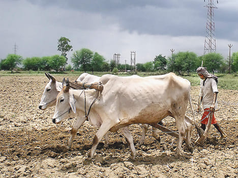 Ronak rain returned on the faces of farmers