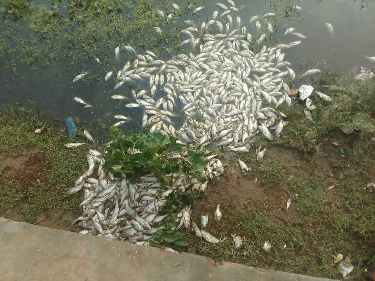 fish and snake found dead in pond