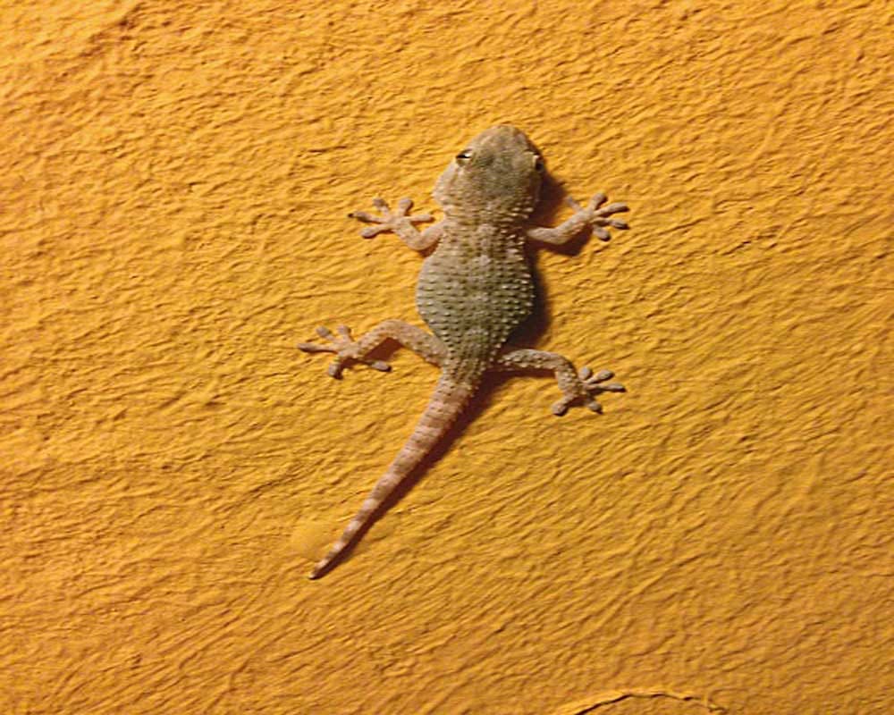 superb home remedies to get rid of lizards
