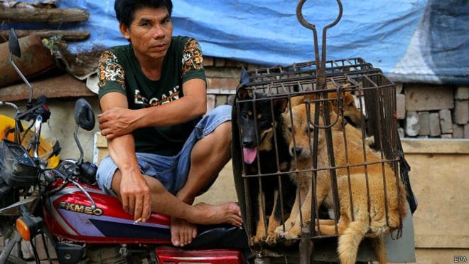 Dog Meat Festival began amid criticism