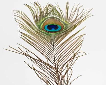 Morpankh Upay In Sawan Remedies For the Blessings Of Lord Vishnu And Shiva In Shravan Month