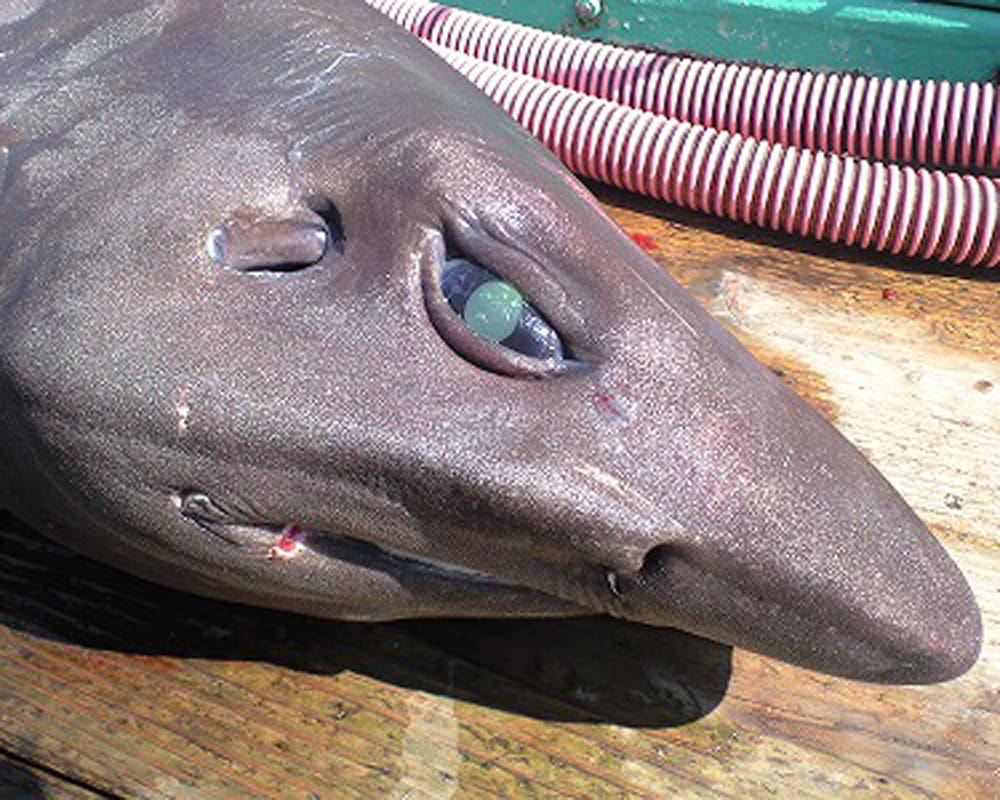 most ugliet shark researchers found