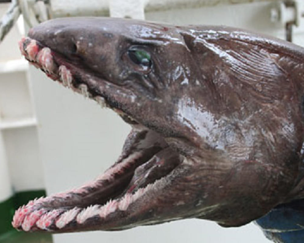 most ugliet shark researchers found
