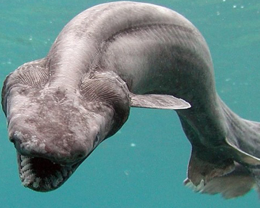 most ugliet shark researchers found