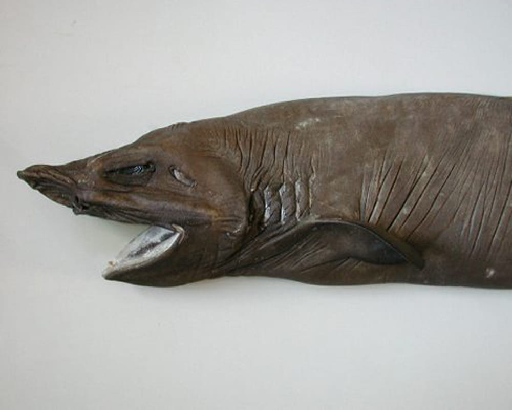 most ugliet shark researchers found