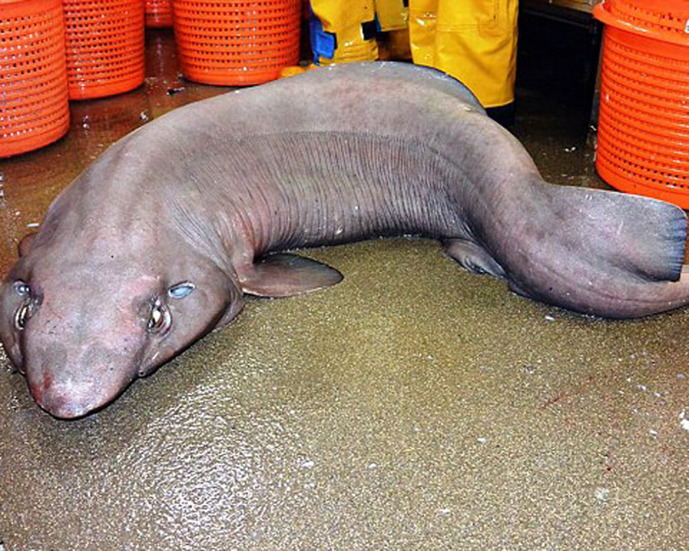 most ugliet shark researchers found