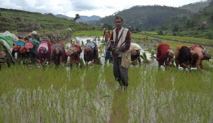 Transplanting of rice in Almora