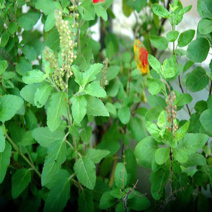 homemade treatment for mouth ulcer