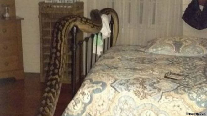 Cranberries bedroom occupied by dragon