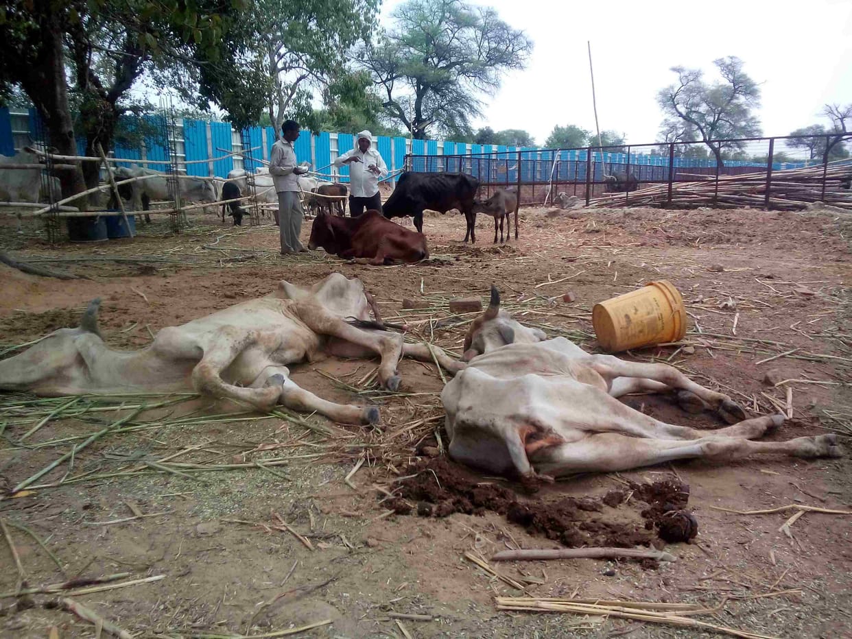  rohtak, parahawar Goshalaan, cow death, rss, bjp, haryana, big issues, haryana