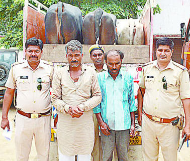  With its progeny finally picked two smugglers