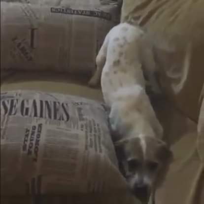 Dog watching Conjuring 2, See the reactions