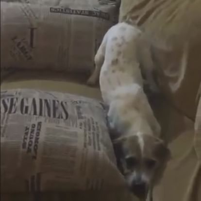 Dog watching Conjuring 2, See the reactions