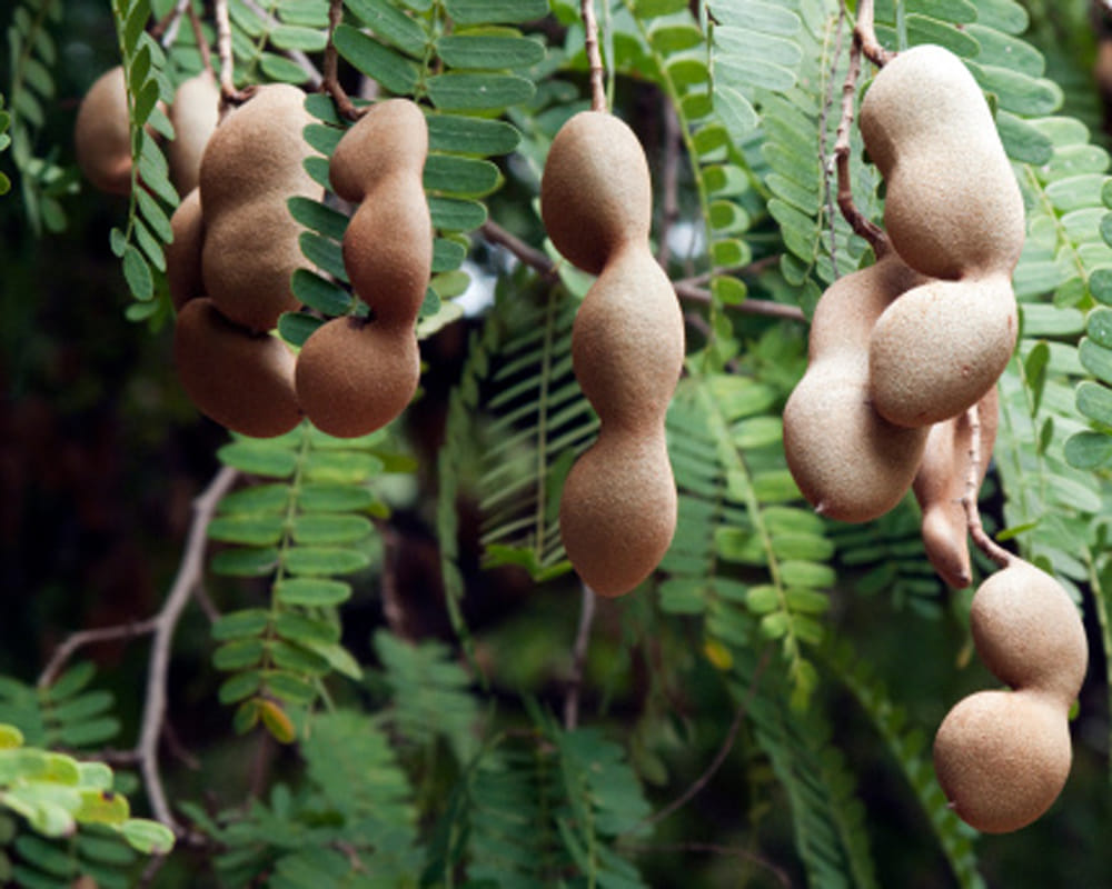 advantages of tamarind